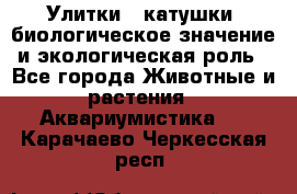 Улитки – катушки: биологическое значение и экологическая роль - Все города Животные и растения » Аквариумистика   . Карачаево-Черкесская респ.